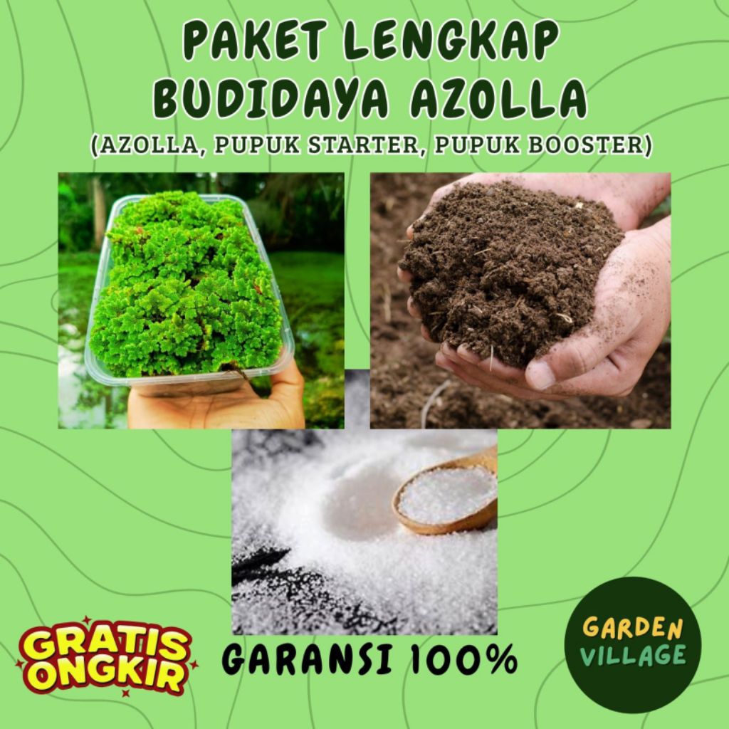 Paket Budidaya Azolla Lengkap | Azolla + Pupuk Starter + Pupuk Booster | Garansi 100%