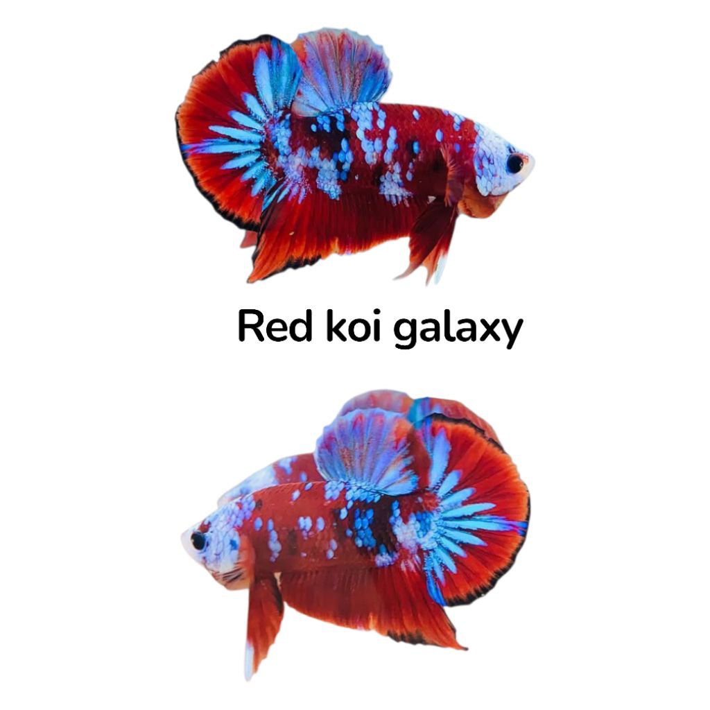 Hiasan aquarium Cupang Red koi Galaxy