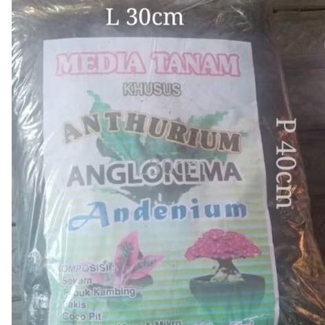 media tanam kwalitas bagus untuk aglonema dan tanaman indor