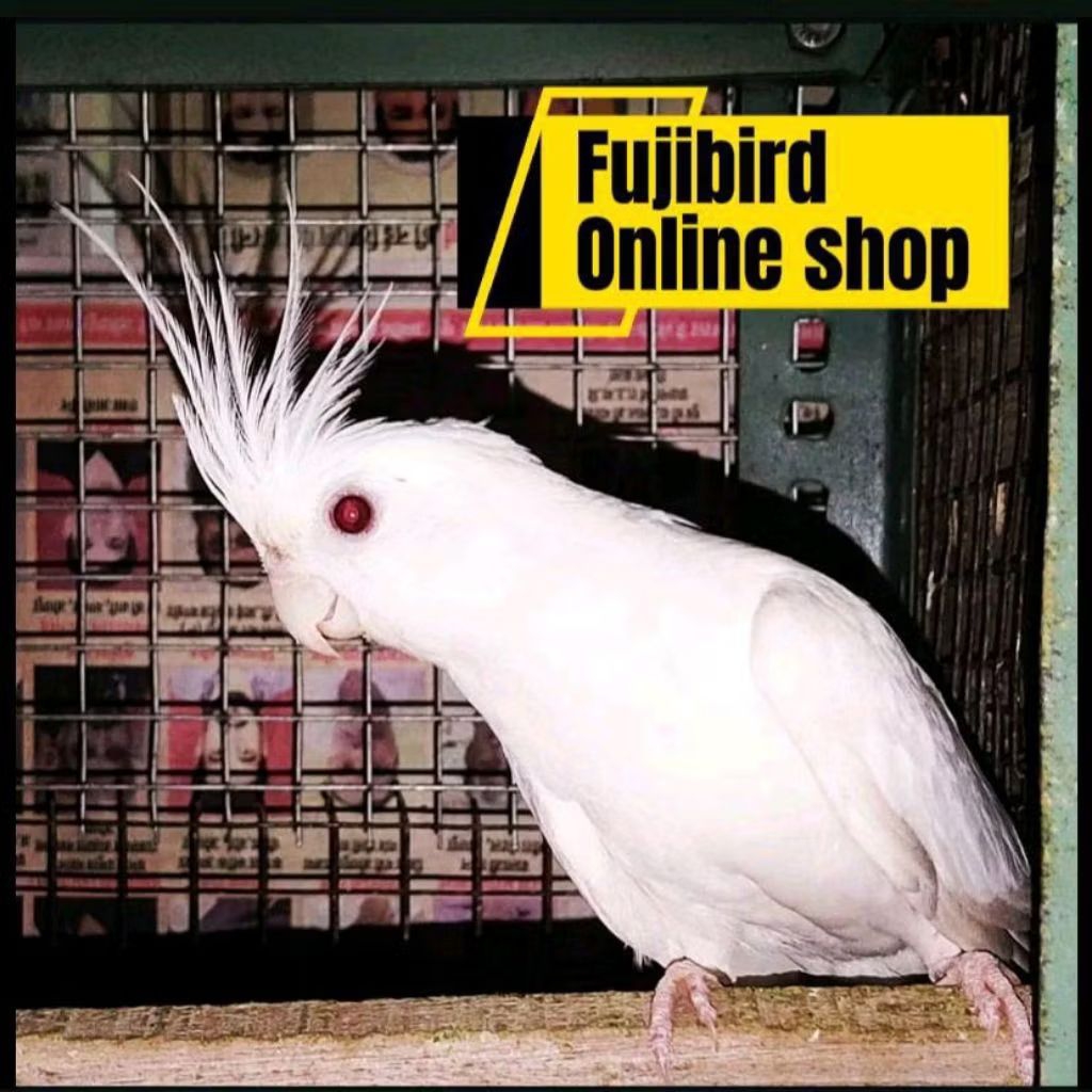 BURUNG FALK PARKIT AUSTRALI ALBINO MM PILIHAN BAGUS