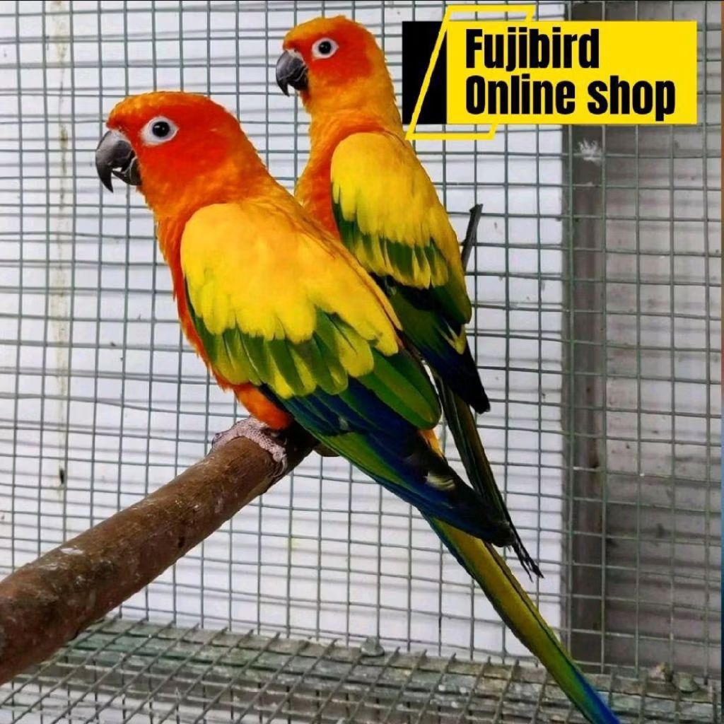 BURUNG SUNCONURE DEWASA SEPASANG PILIHAN