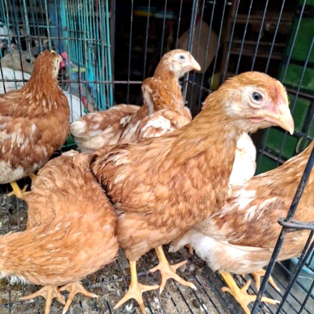 Ayam petelur usia 2 1/2 bulan ( Full Vaksin)