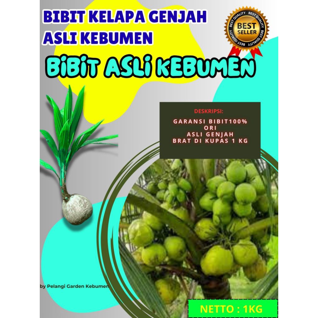 BIBIT SUPER  Pohon Buah Kelapa Pendek Entok Jumbo