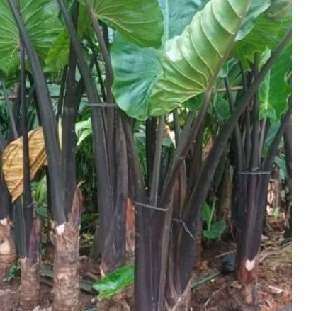 pohon sente hitam. tanaman sente hitam