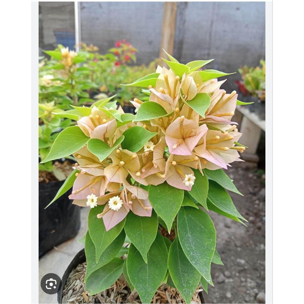Bahan stek bougenville bunga putih Besar paket 10btg