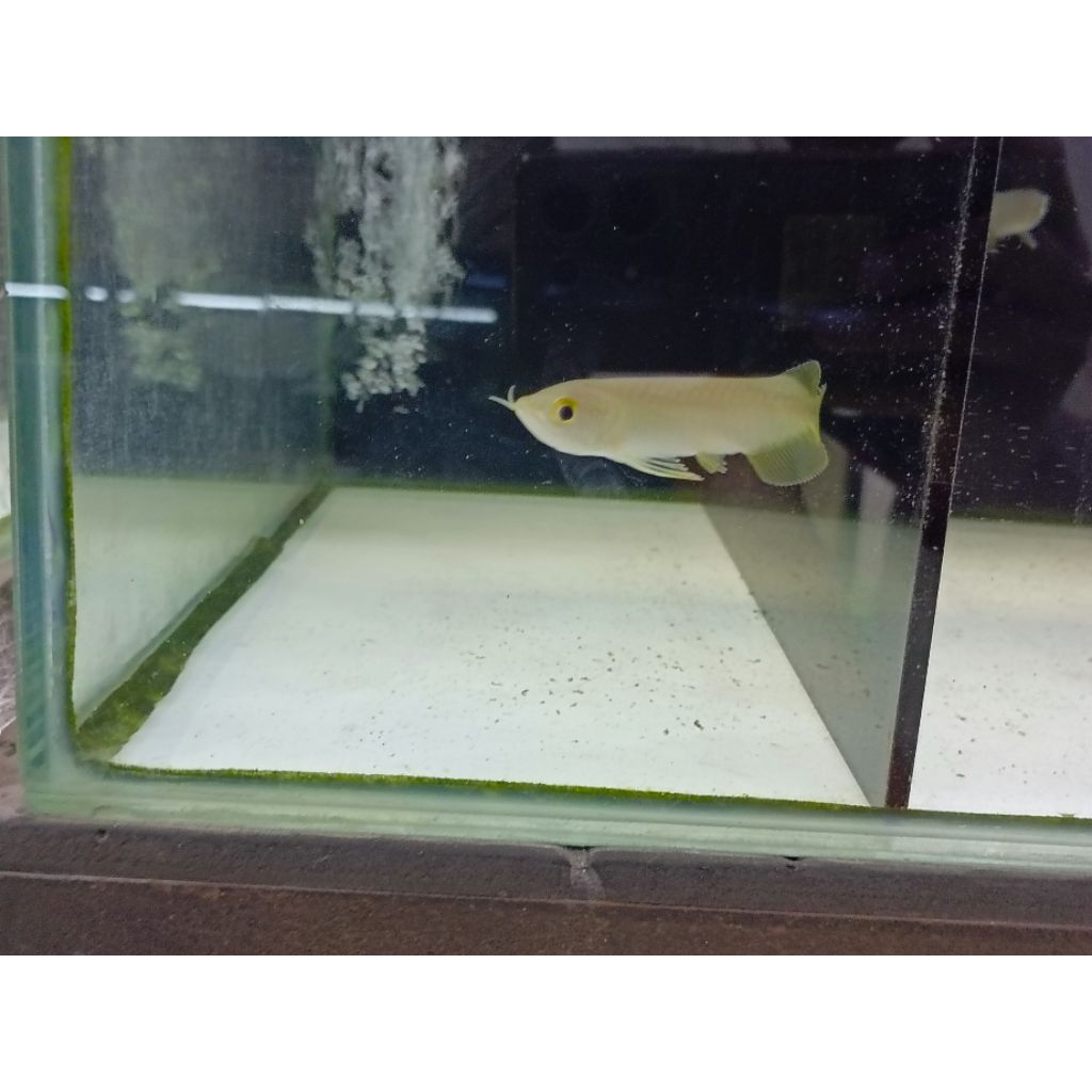 Arwana Banjar Red size 10 cm