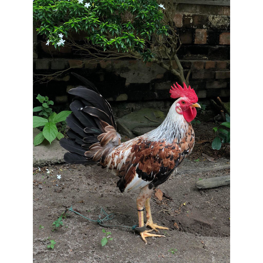 Anakan ayam philipin Henny Telur Fertil 100%