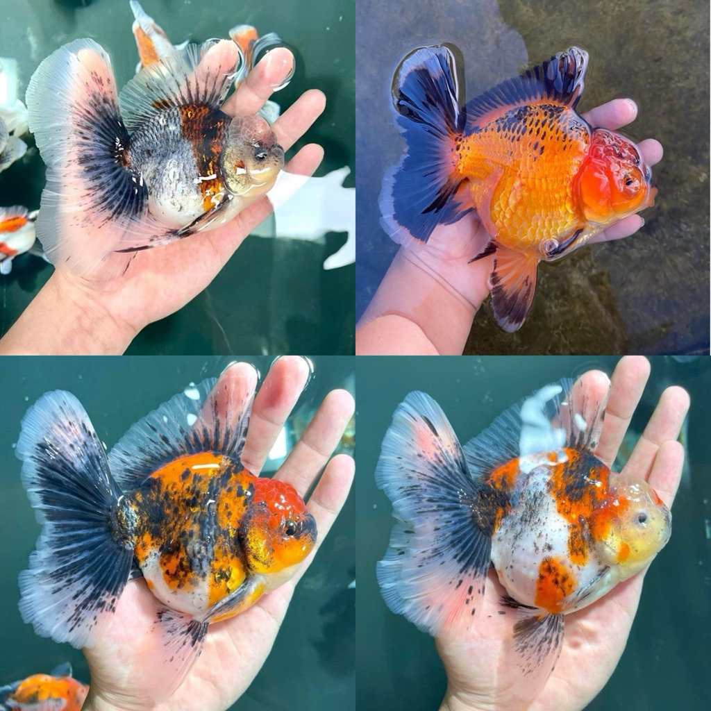 [Chan Aquatic] Ikan Hias Koki Oranda Calico Rosetail Size L