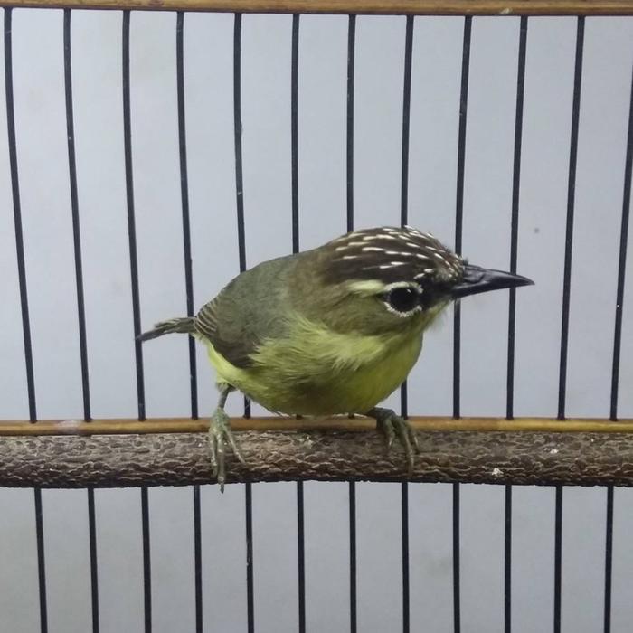 Burung Opyor Jantan Pilihan Terbaik Masteran Kicau Suara Menarik Kicau Harmonis Cocok untuk Pemula d