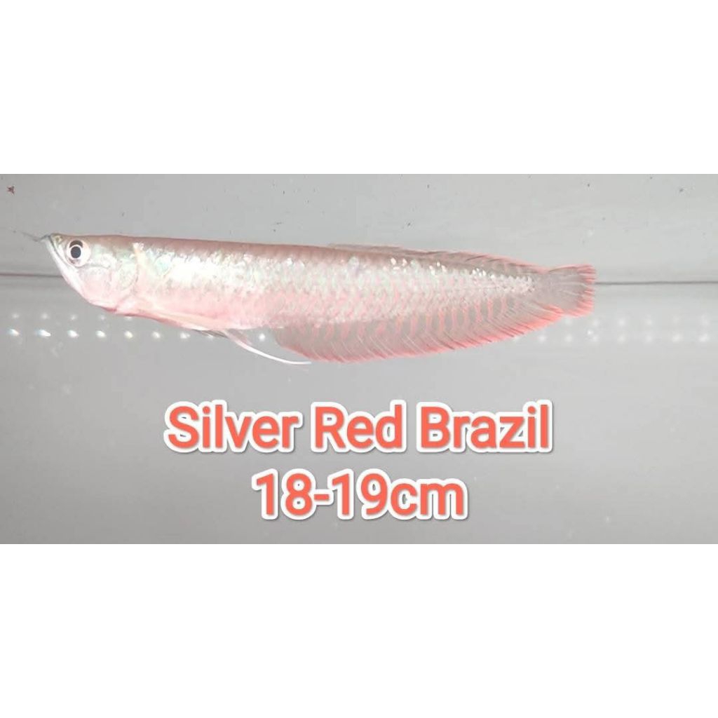 arwana Silver size 18-20cm