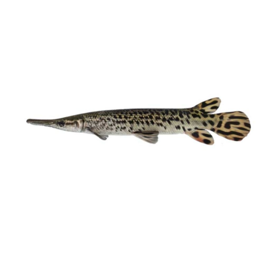 Ready, Hiasan aquarium ( aligator ) ikan hias air tawar.