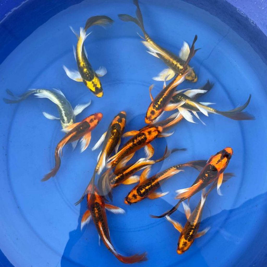IKAN KOI METALIK SLAYER / DAN ADA KOI PLATINUM SLAYER ULURAN KUANG LEBIH 12-15CM