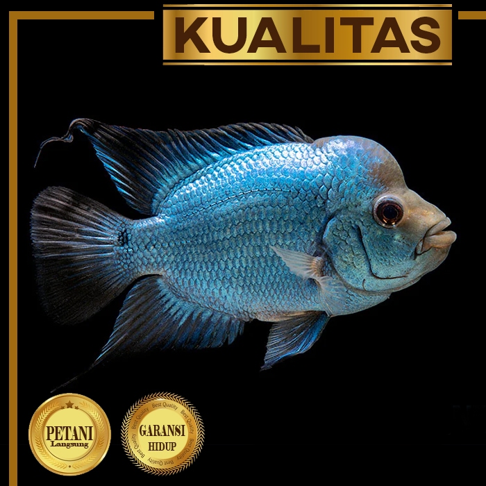 Louhan Thai Silk (M) Ikan Hias Predator Hiasan Aquarium Aquascape Tanaman Air Tawar