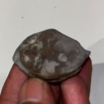 MUNCANG KEMIRI ADU_JAWAAN SI LANTANG