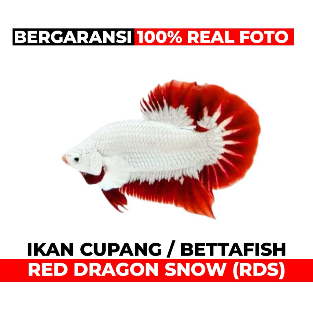 IKAN CUPANG/BETTAFISH RED DRAGON SNOW/RDS KUALITAS PREMIUM GRADE AAA