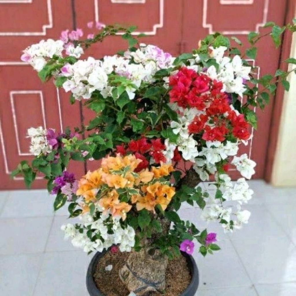 tanaman hias bugenvil 5 warna tanaman bugenvil bunga tumpuk