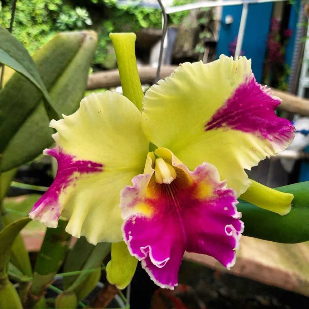 anggrek cattleya Hwa Yuan Grace import Taiwan