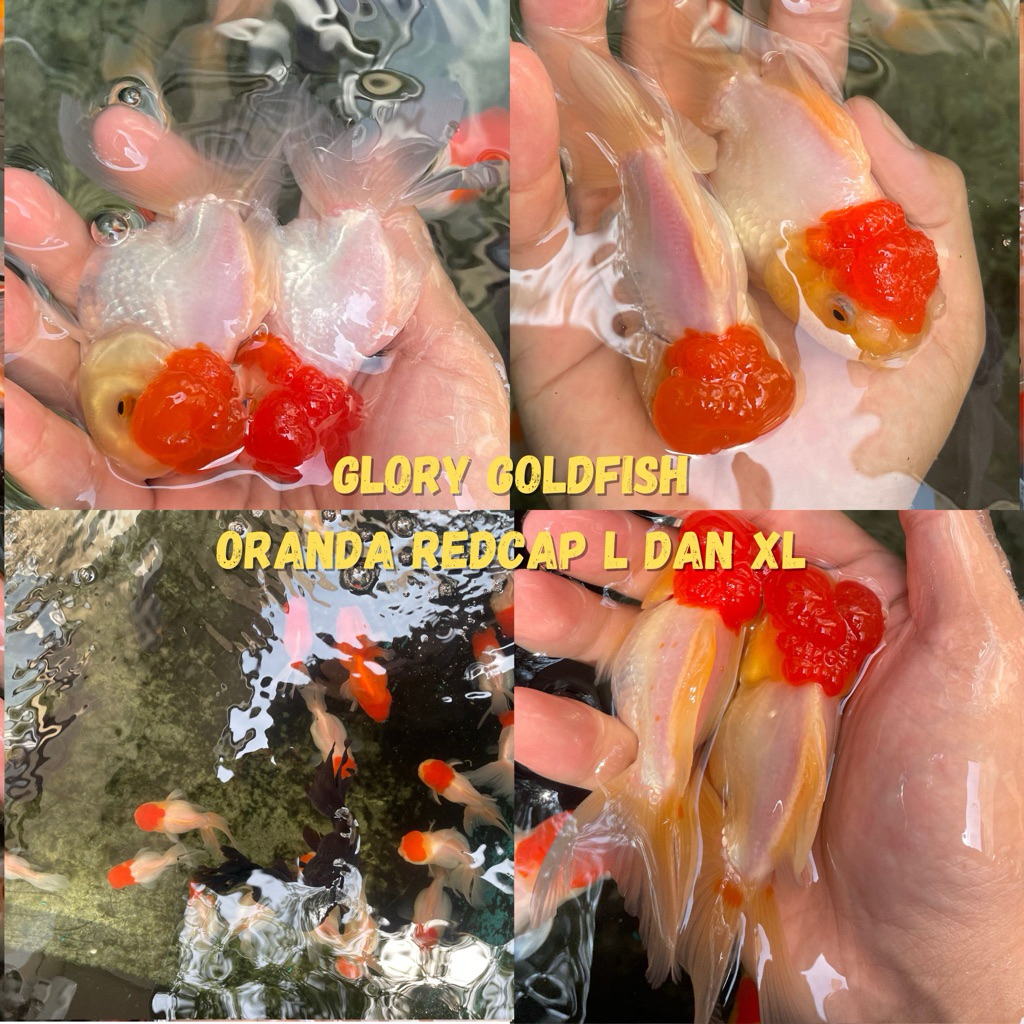 Ikan Mas Koki Oranda Redcap Redcup Kepala Merah HIGH QUALITY / Ikan koki Oranda Red cap / Ikan koki 