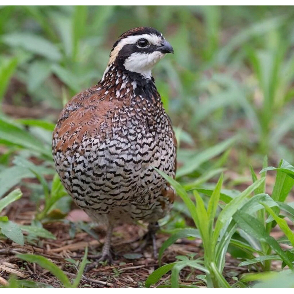 Telur Tetas Puyuh Bobwhite Northern