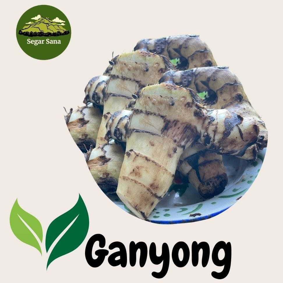 GANYONG/JANGKLONG UBI KHAS GUNUNG  MURIA (1kg)