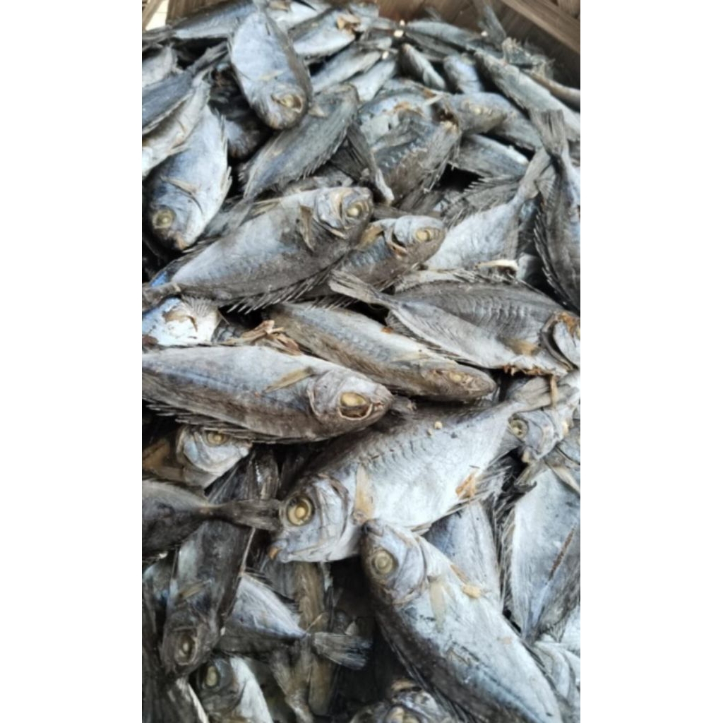 Ikan tapis asli Sibolga
