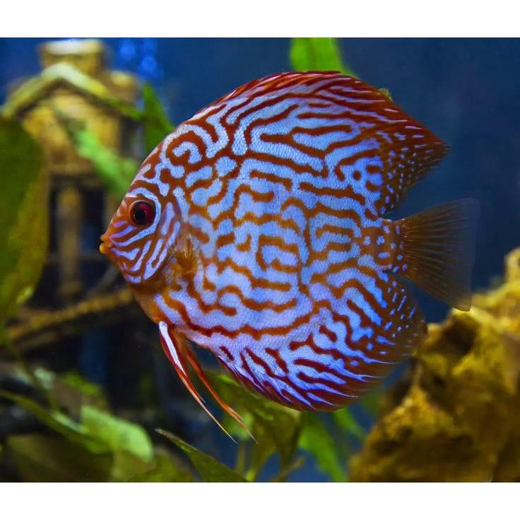 Discus mozaik / Discus mozaic / mozaik discus / ikan hias air tawar / ikan discus / discus