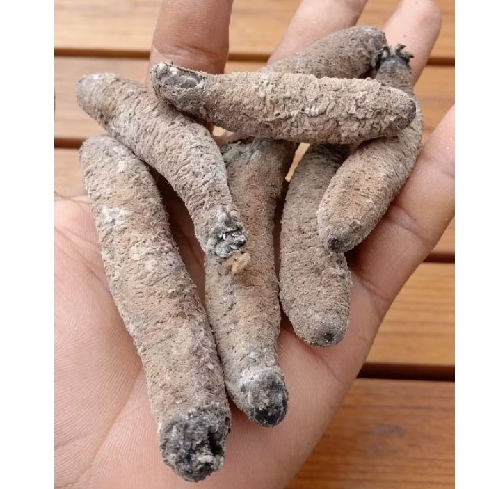 Teripang cera coklat kering 100gr/ timun laut obat herbal 100gr/ Sea cucumber