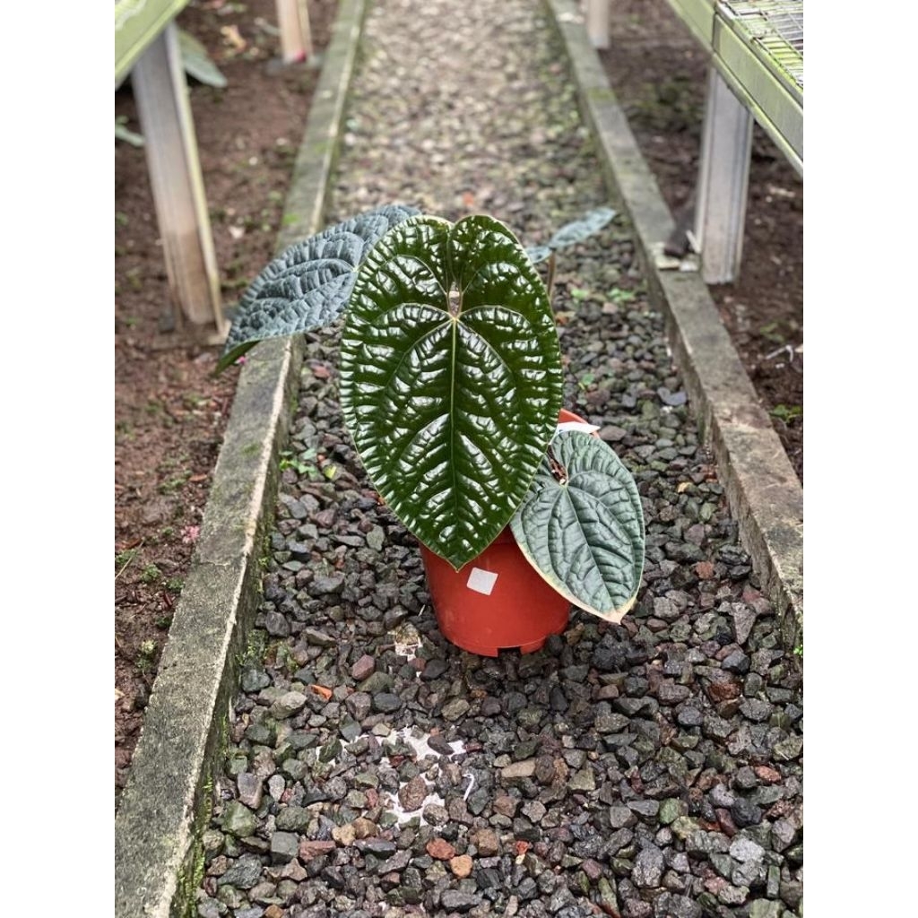 anthurium luxurian ecuador
