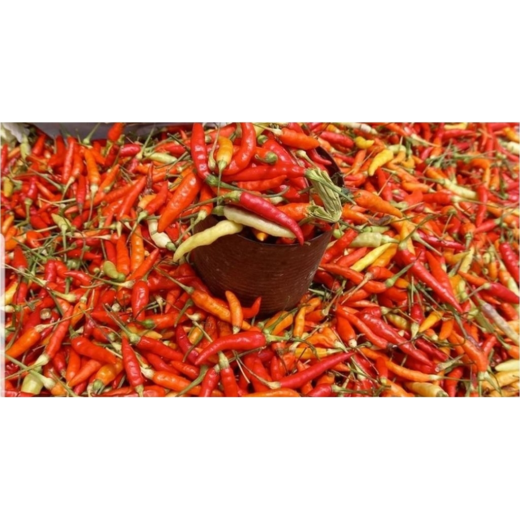 CABE RAWIT MERAH SETAN 1KG ORI