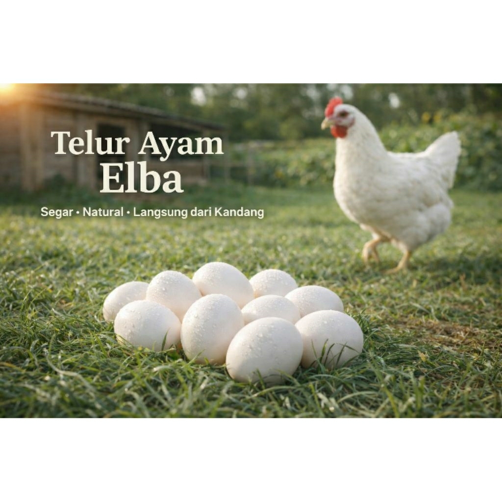 Telur Ayam Elba/Telur Ayam Kampung
