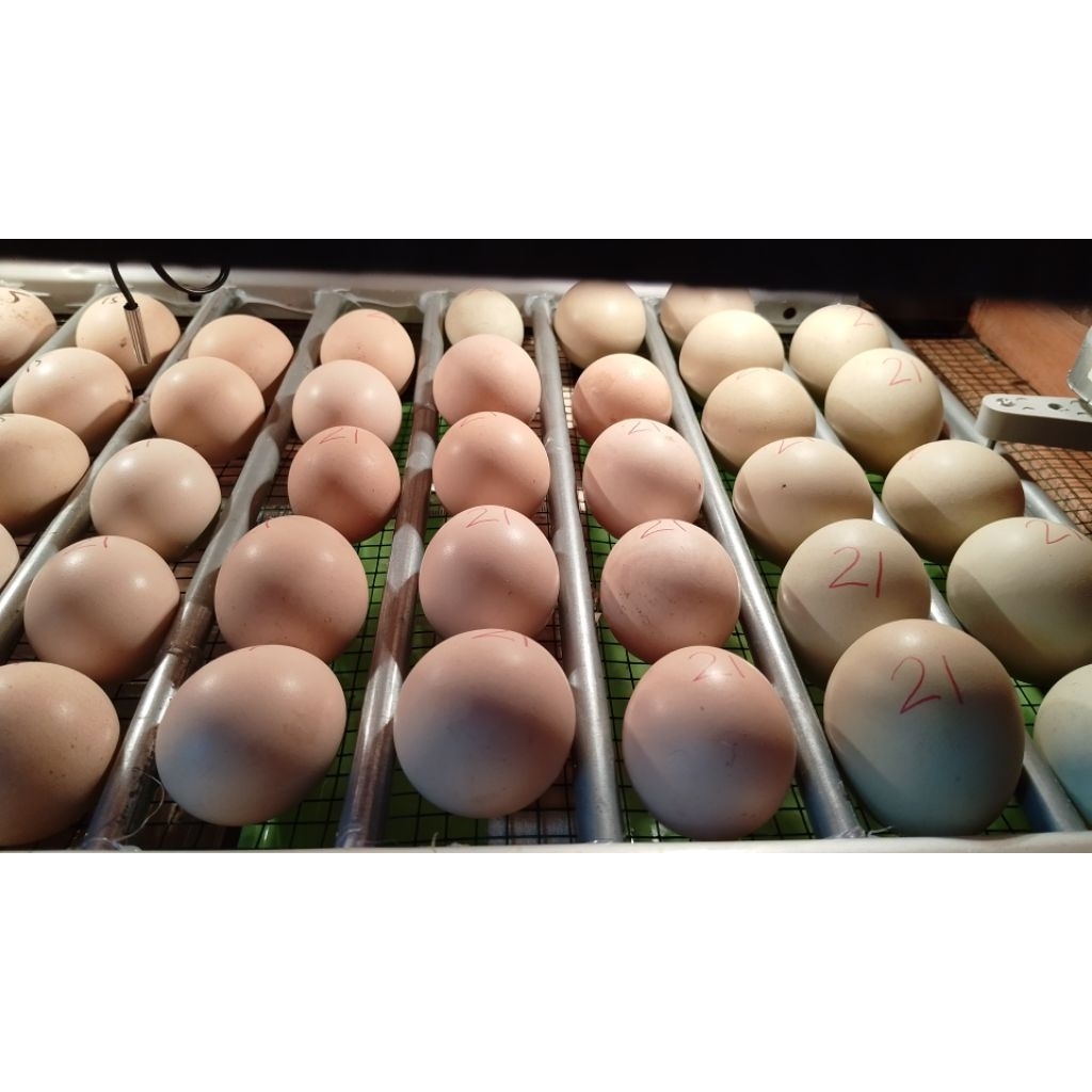 Telur Fertil Ayam Arab
