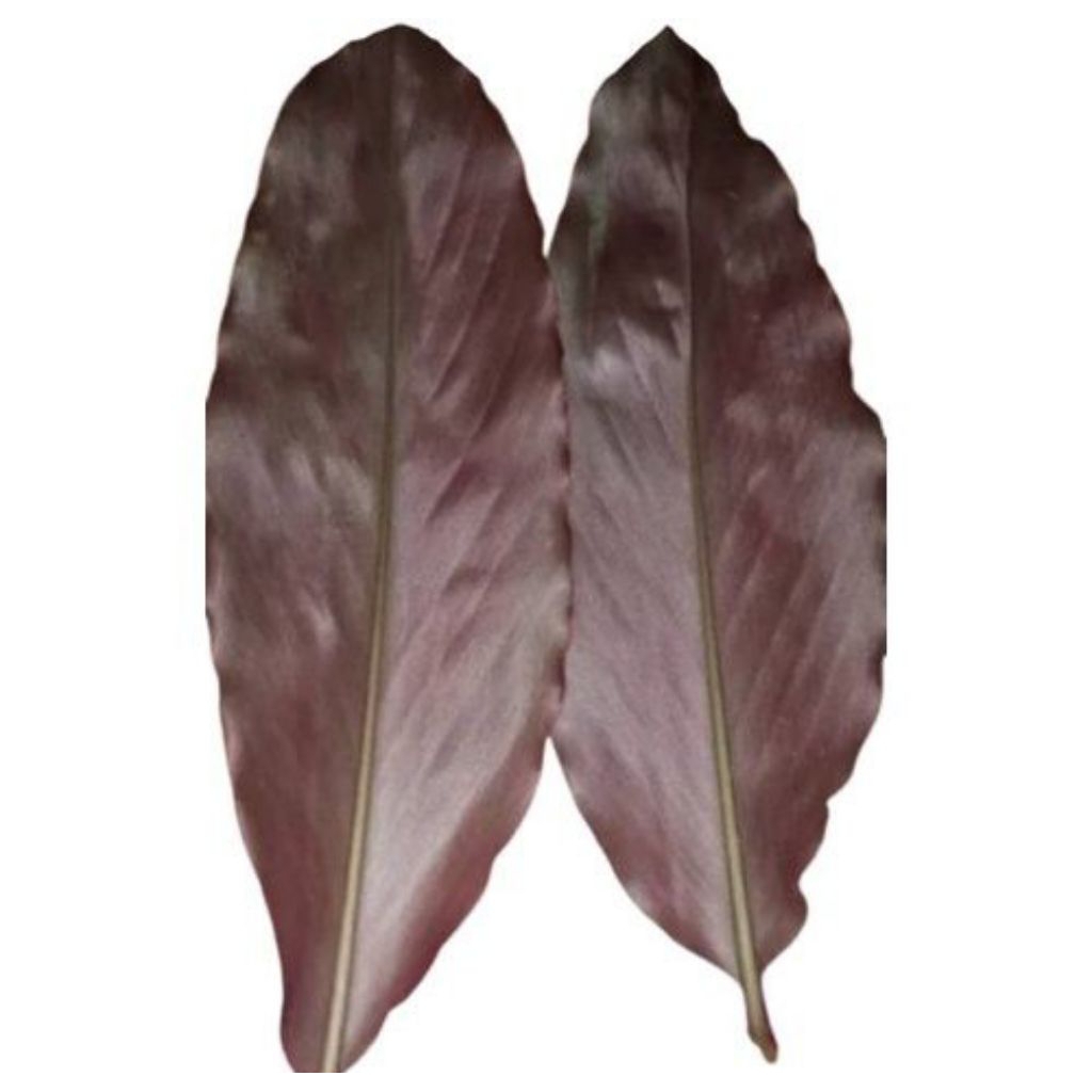 Batang kecombrang merah-Daun kecombrang merah segar