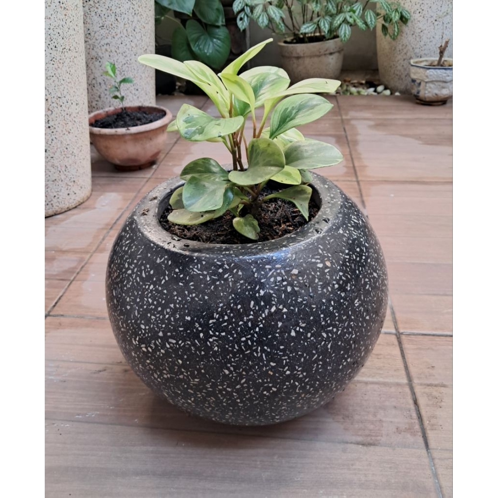Pot Teraso model Bola hitam