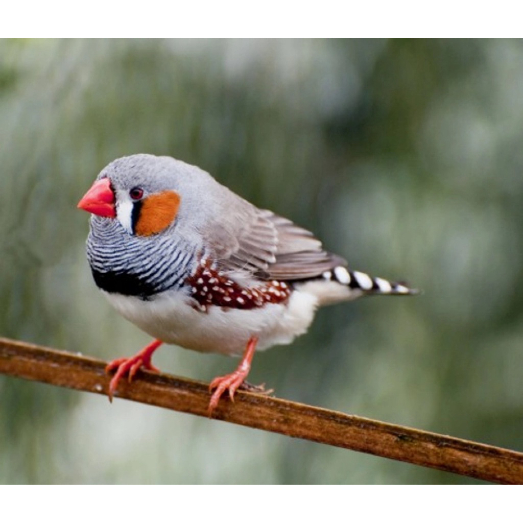burung zebra finch ausy jantan