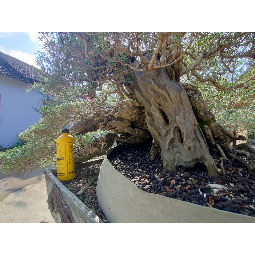 Bonsai Santigi Cascade 90%
