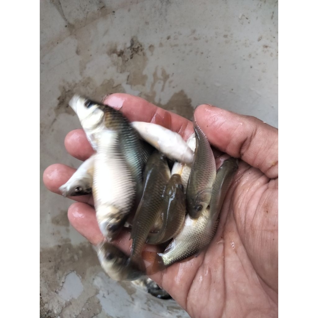 bibit ikan mas subang per kg