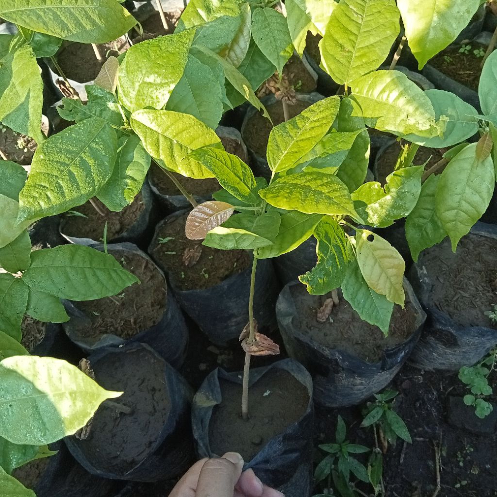 bibit kakao