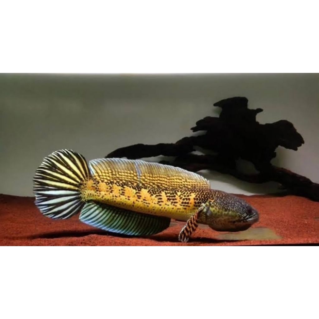 Auranti 5-6 cm jaminan Ori