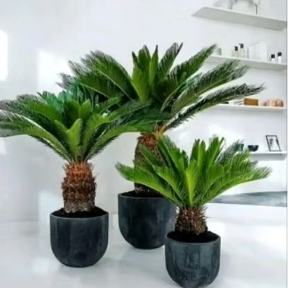 tanaman hias palem sikas - palm sikas - pakis haji