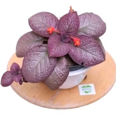 tanaman hias epicia bludru - epicia bludru