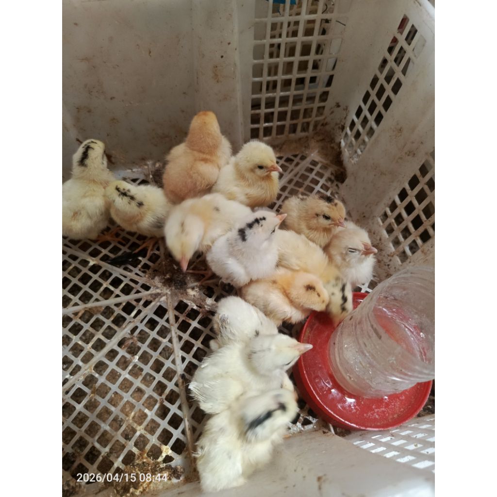 doc anak ayam petelur elba