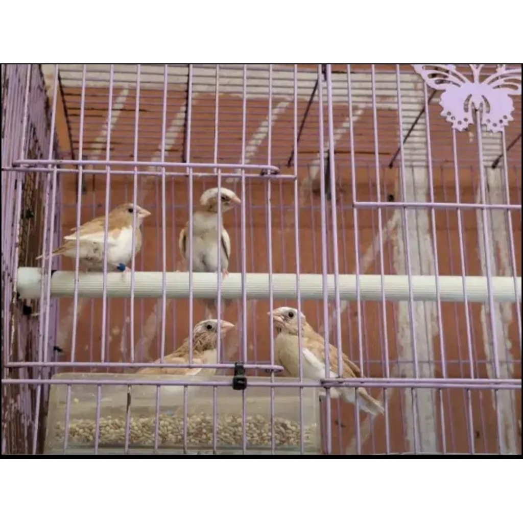 Emprit Jepang Moca