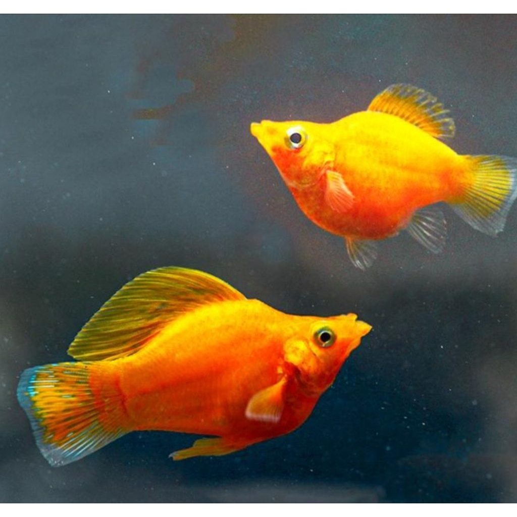 aneka ikan Molly balon golden molly balon sakura