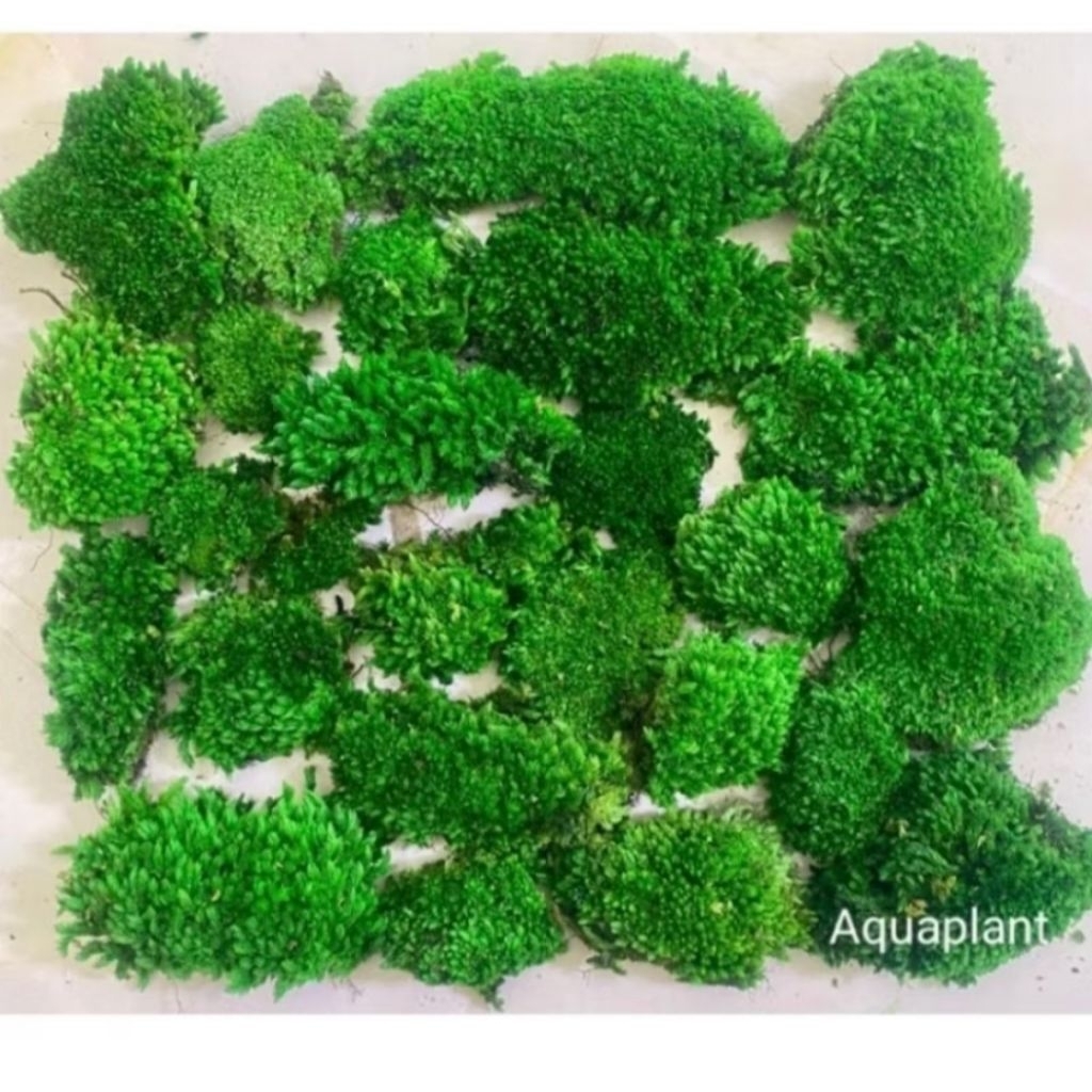 1 kg moss mutiara aquascape