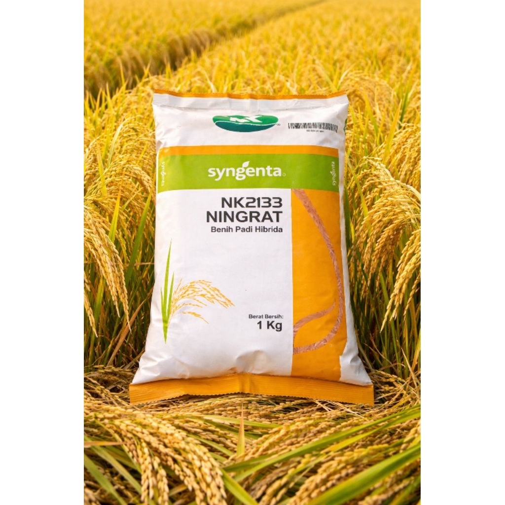 (1kg) BENIH BIBIT PADI NINGRAT NK2133 SUPER BERKUALITASUNGGUPAN ORIGINAL