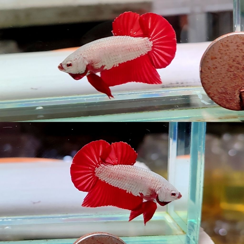 Cupang red dragon 01