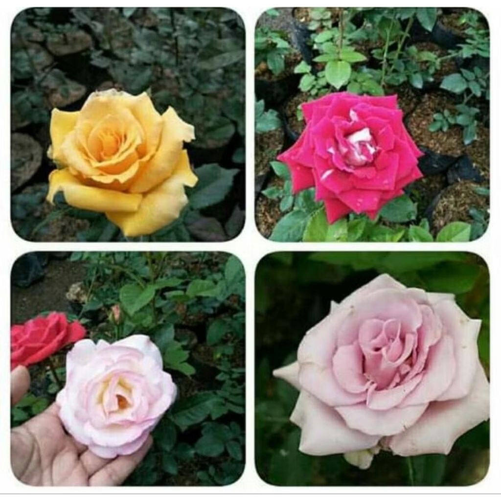 bibit tanaman bunga mawar holland