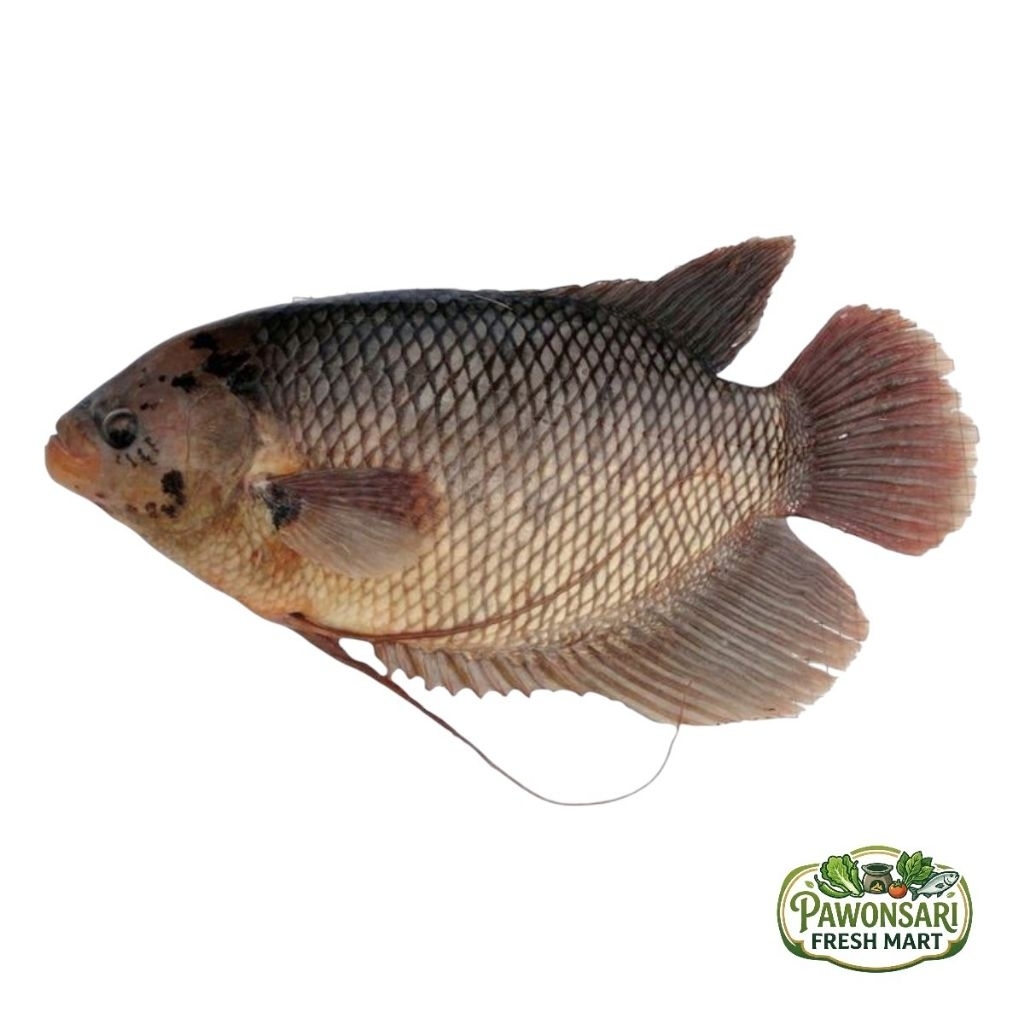ikan gurame segar 1 ekor ±500gr