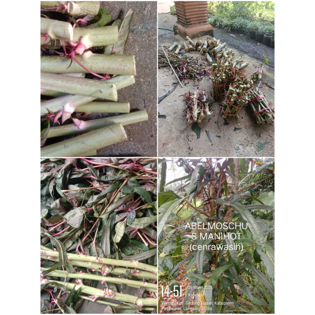 TANAMAN HIAS(Abelmoschus manihot)SINGKONG CENDRAWASIH(Daun Gedi)
