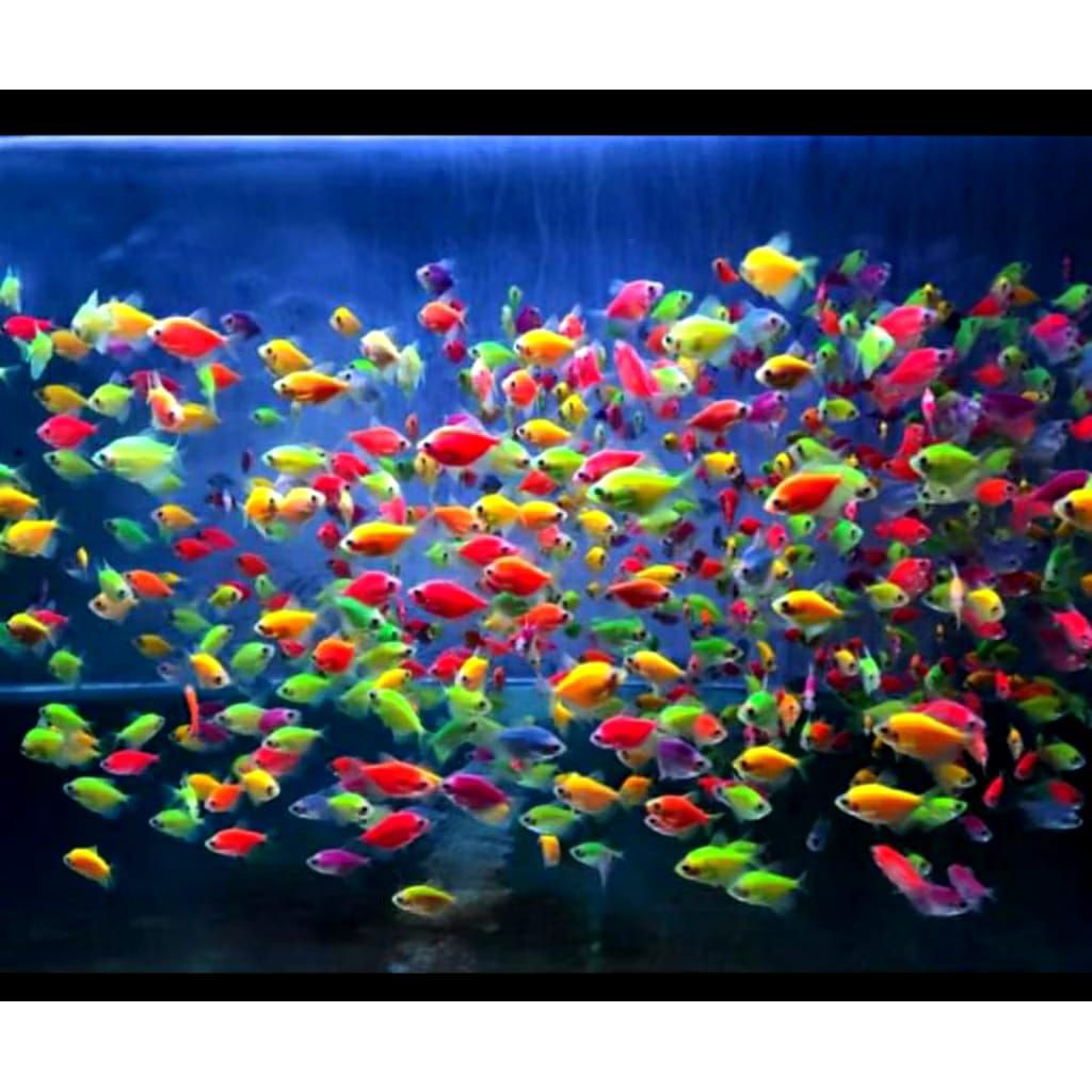 Ikan Glowfish Tetra Warna-Warni dengan Warna Menyala, Ideal untuk Akuarium Komunitas